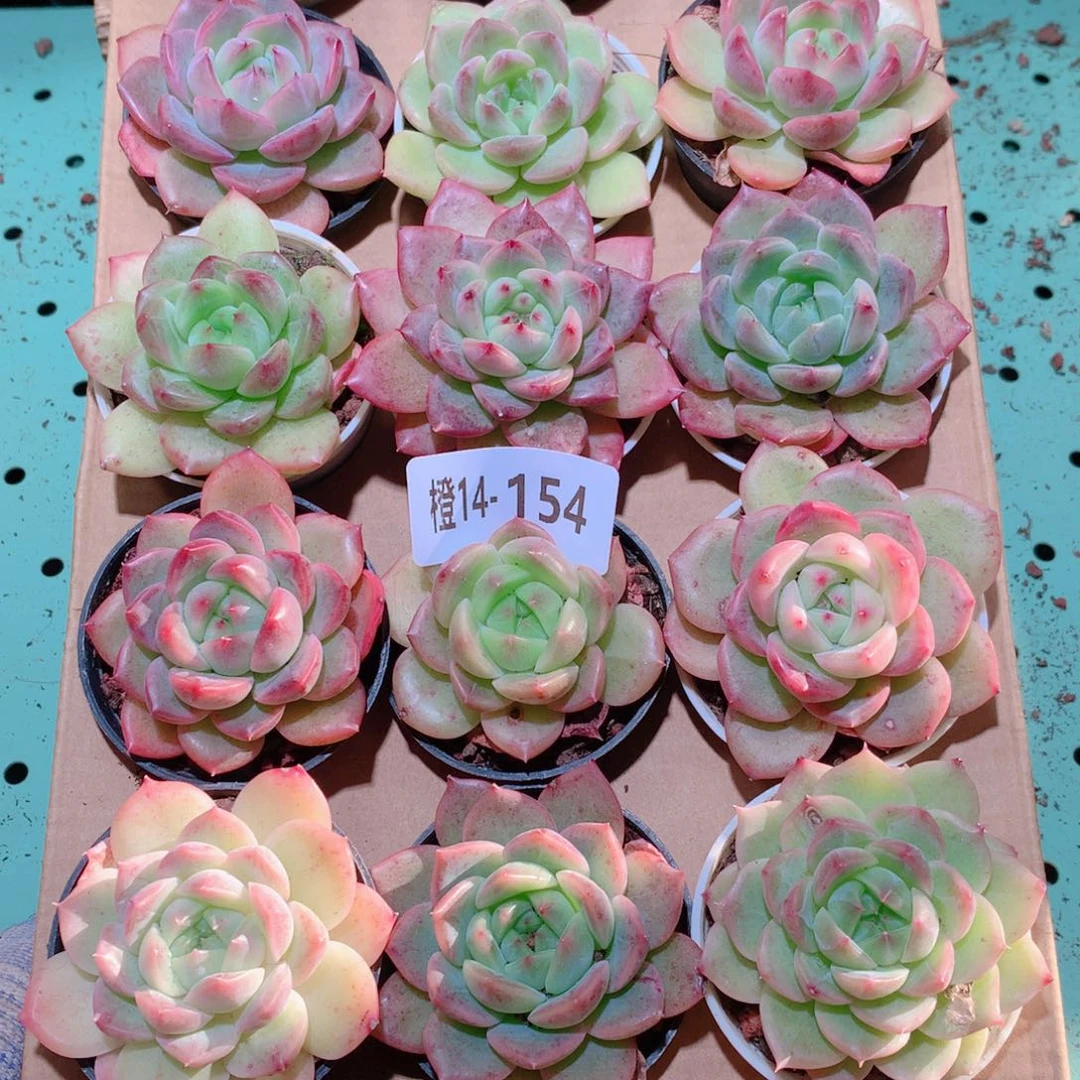 14-154一物一拍多肉带盆18颗