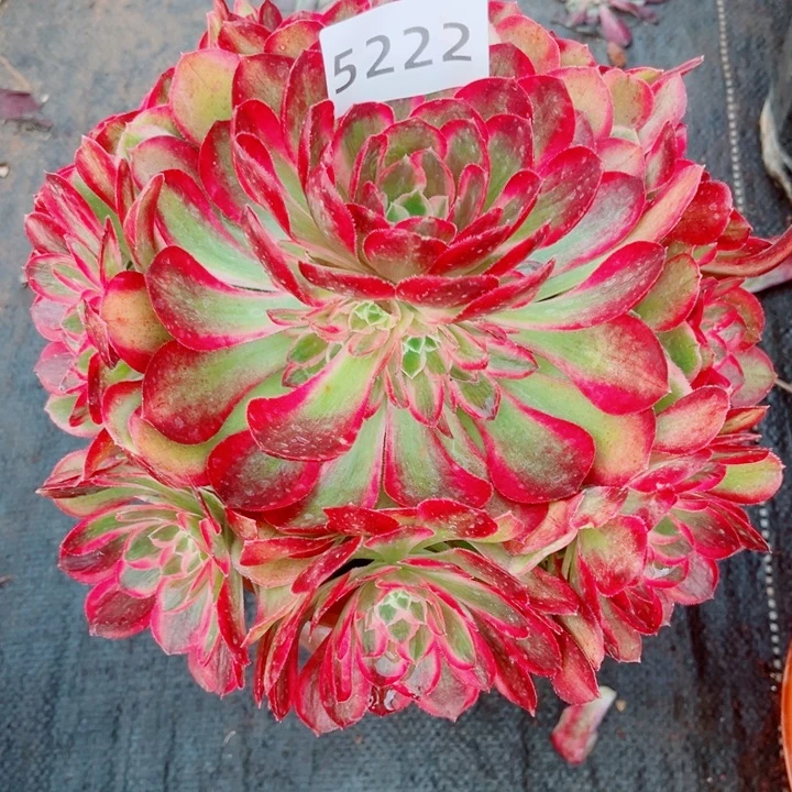 新品孔雀翎特价多肉