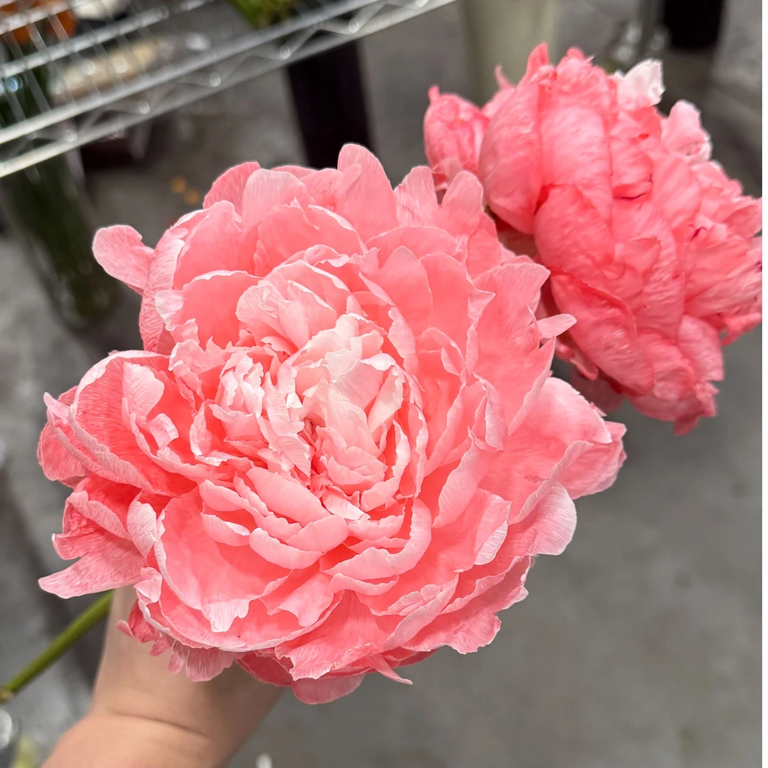 【云舍花卉】【桃花雪】芍药【杨妃出浴吸色】【花期短】满两单及以上包邮