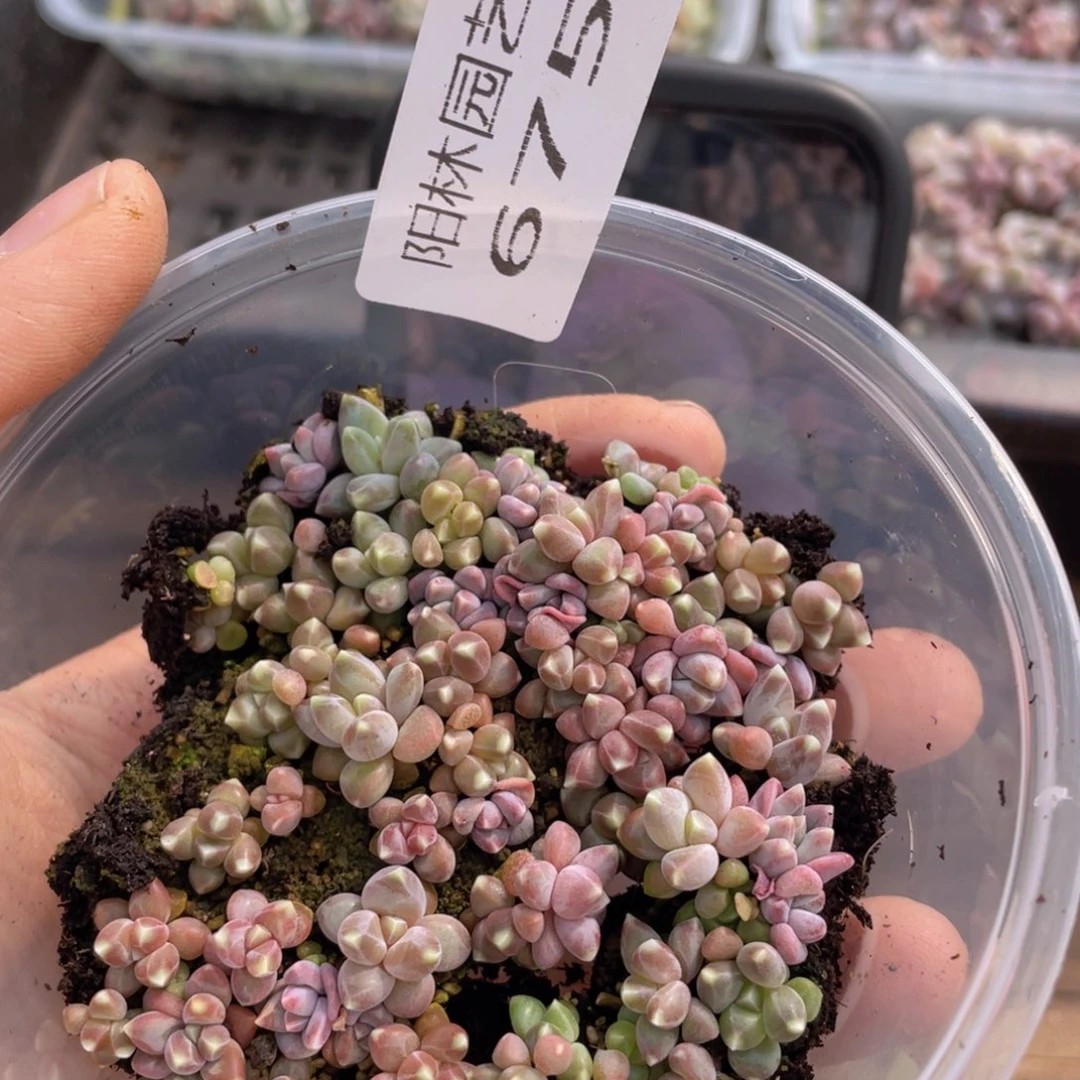 多肉植物多肉植物675