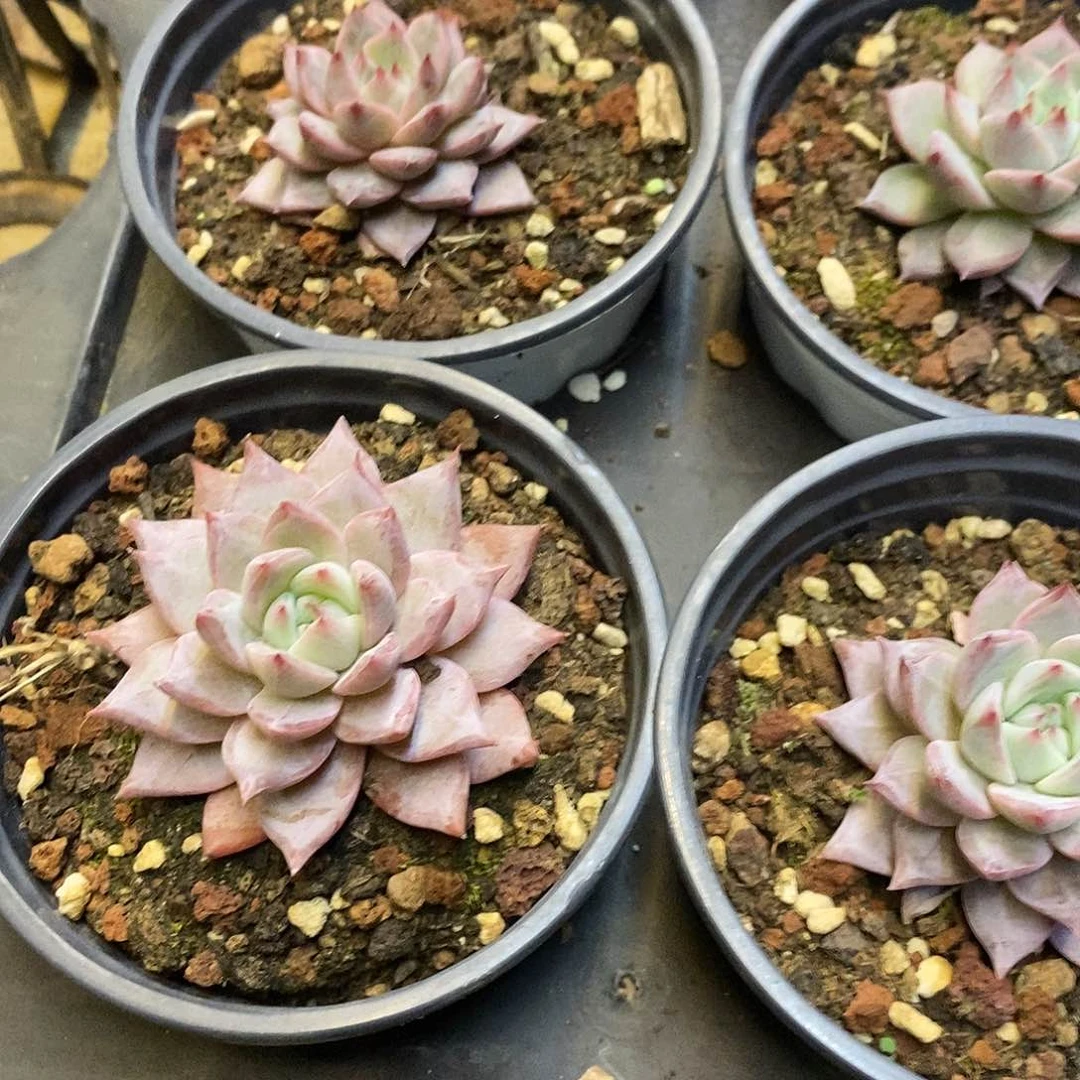 140。粉蓝鸟。单头