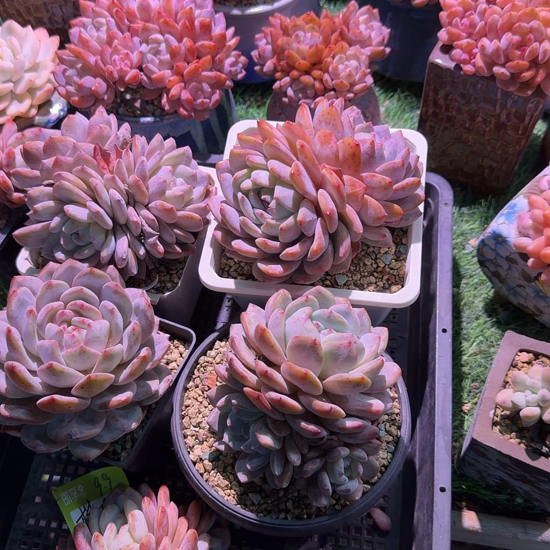 楼***园橙梦露筐拍脱土发货