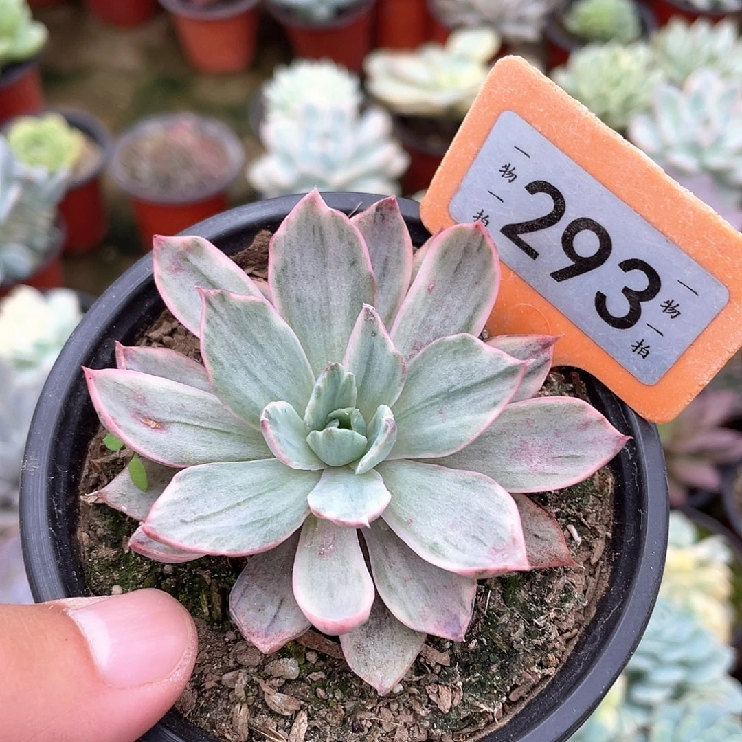 ◝***淡293号多肉植物盆栽