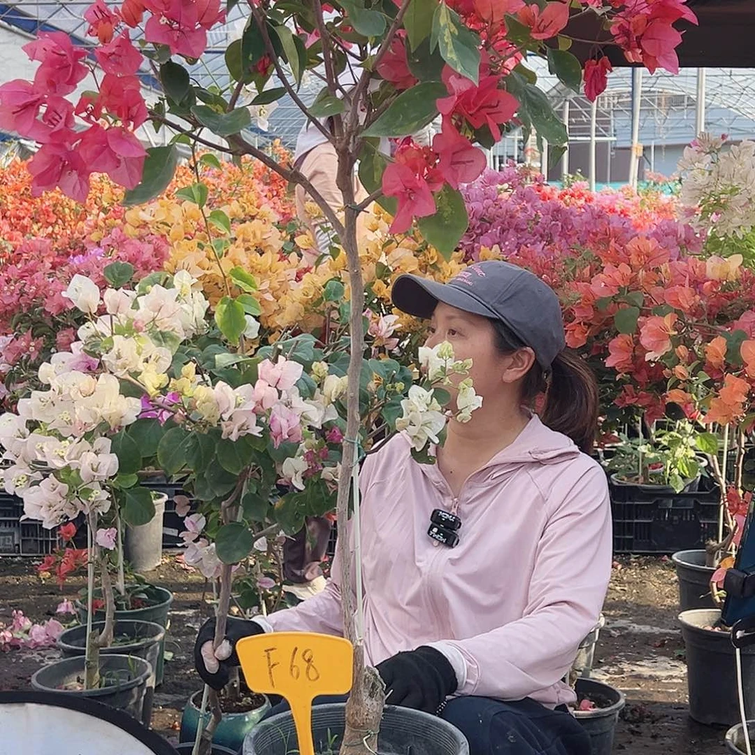 咖***甜大部分花苞少量开放Ｆ６８棒棒糖