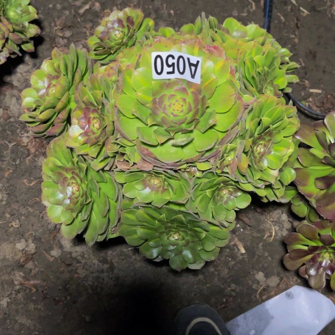 抹茶法师28///////52包邮