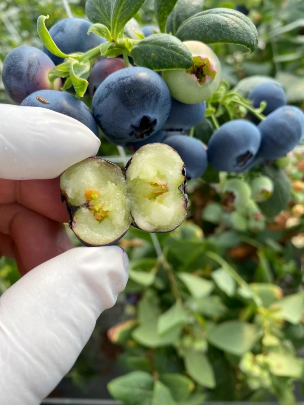 云南抚仙湖花香蓝莓  果园直发  脆甜口   顺丰空运