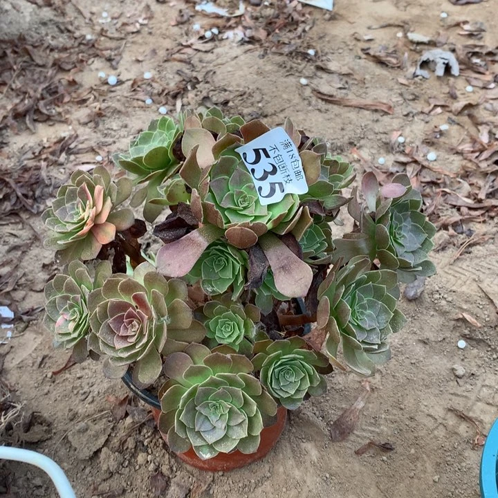 535黑魔手捧1号棚