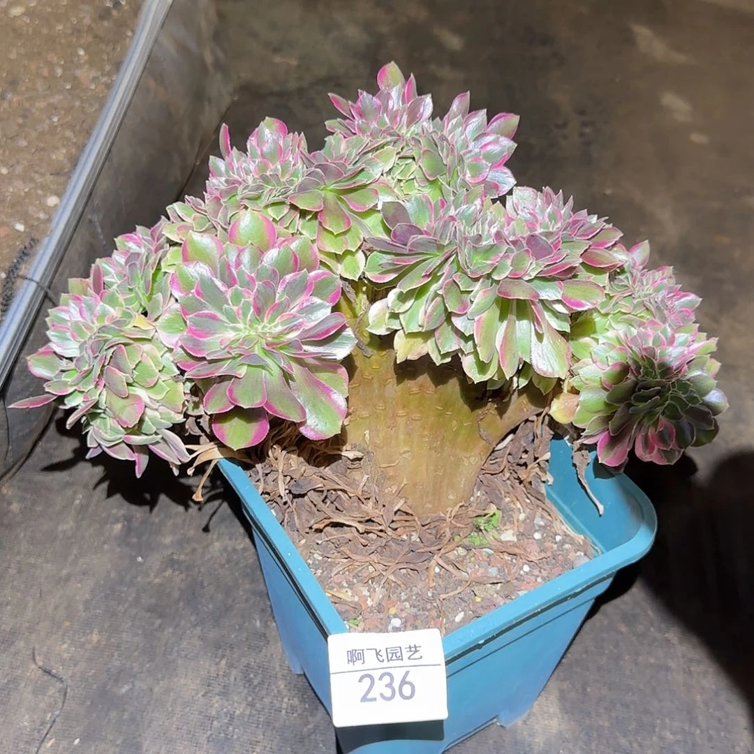 236多肉 粉女郎缀福利