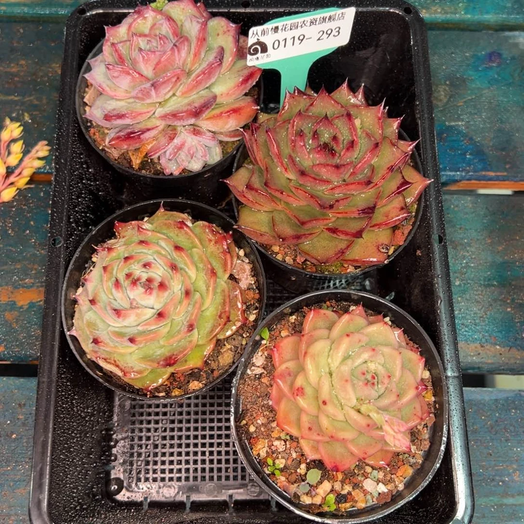 从前慢多肉精选编号0119.293