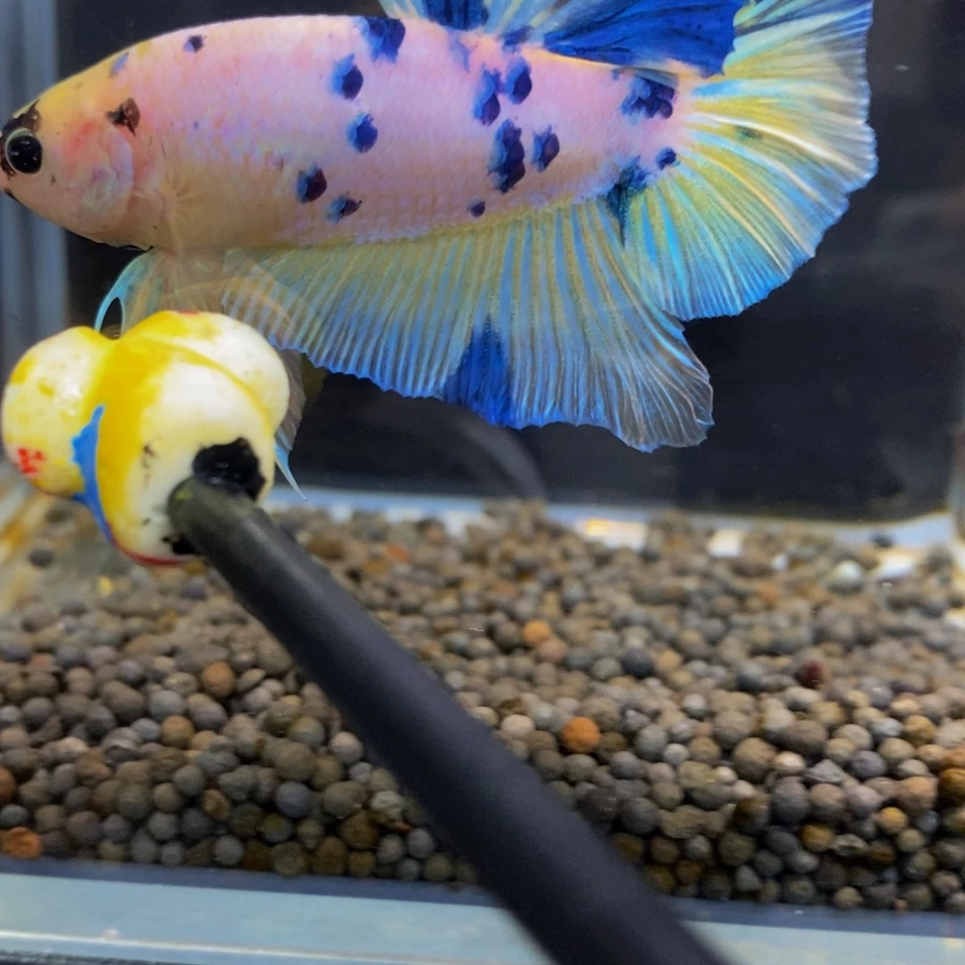 斗鱼326奶牛巨斗1