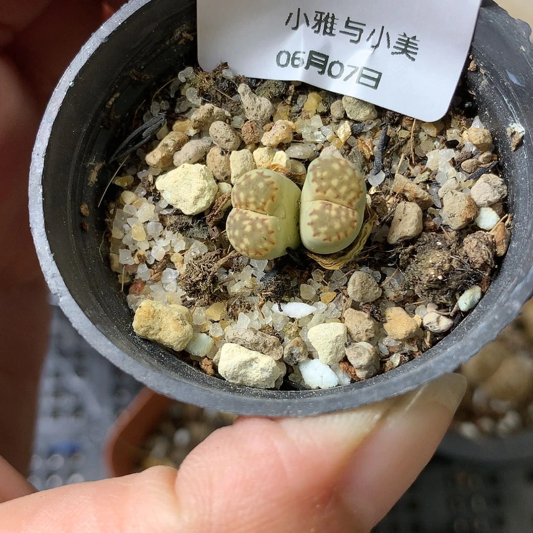 G23多肉植物保护研究所