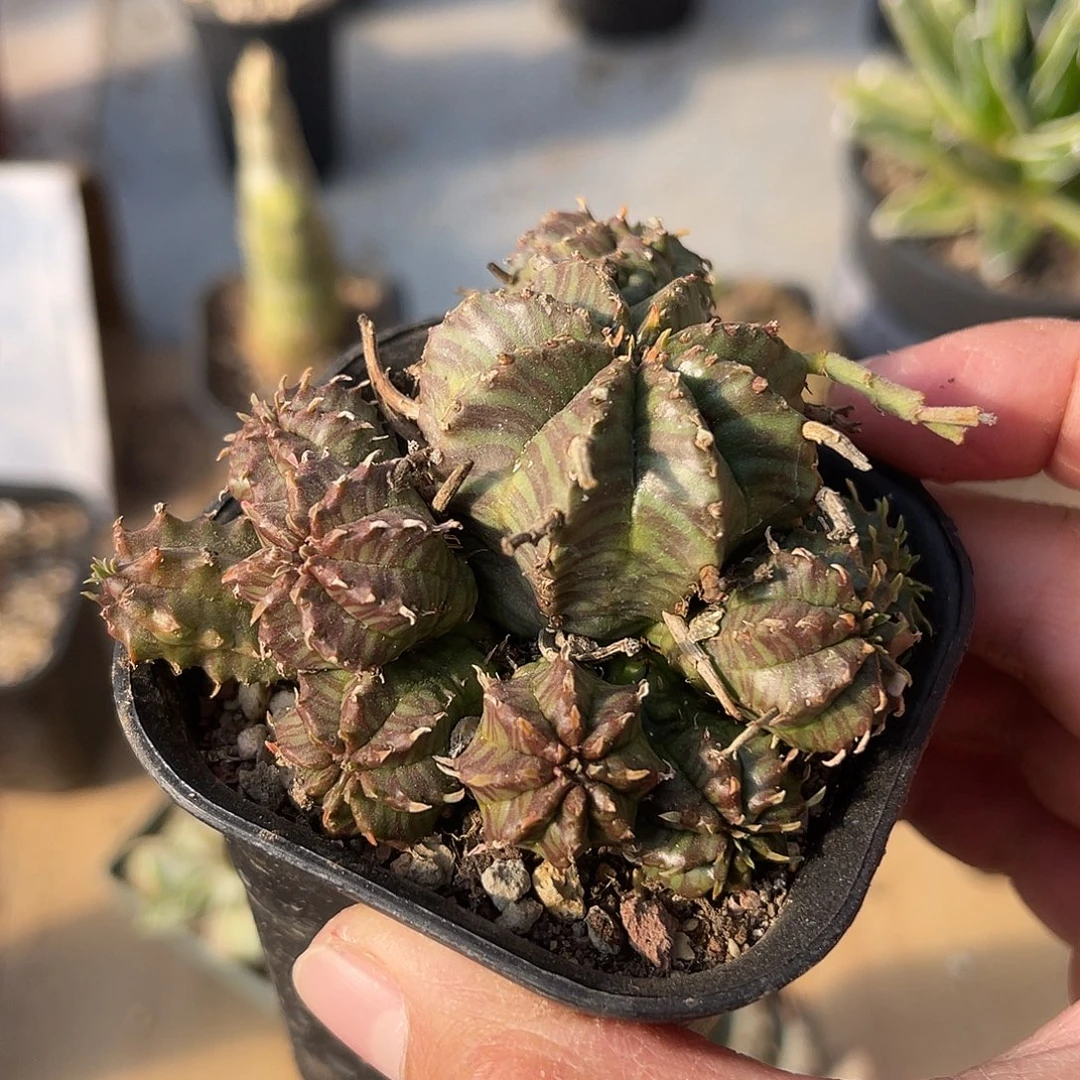 法利达大群一物一拍