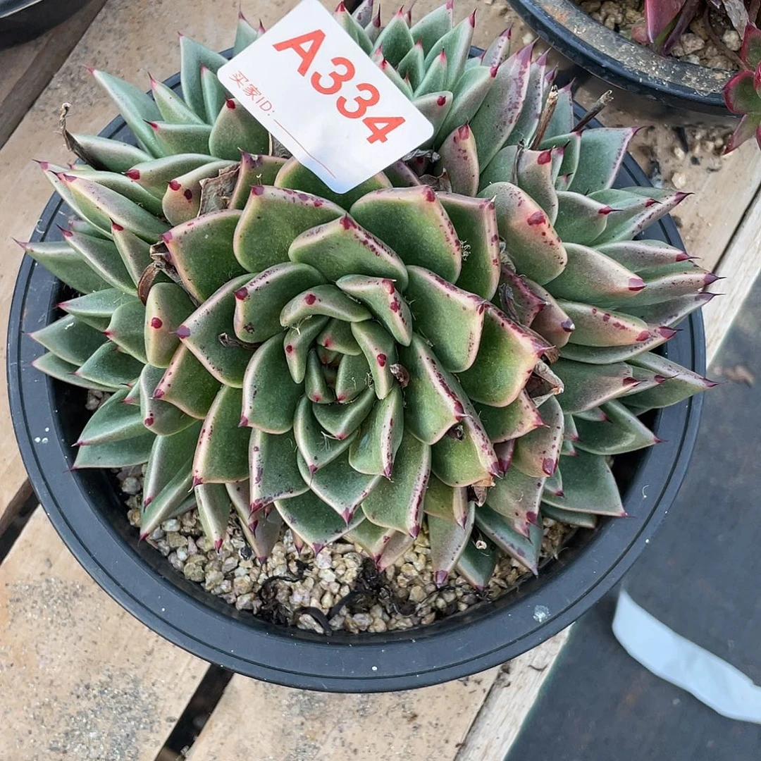 若如东云单拍A334