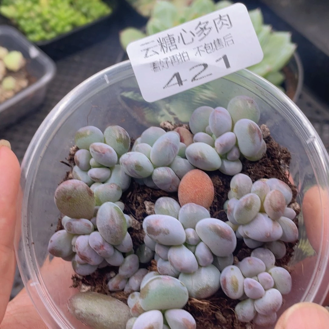 云糖心多肉植物421