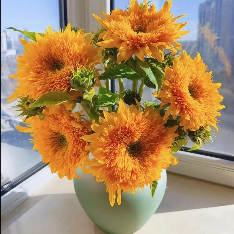 云南基地直发柠檬泰迪向日葵鲜切花家庭办公装饰花束