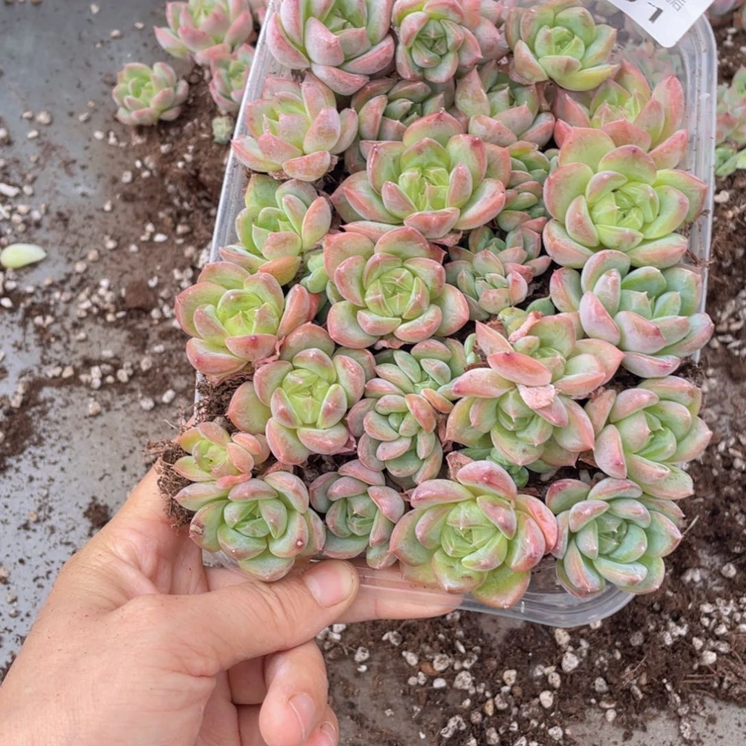 糕大上多肉植物101