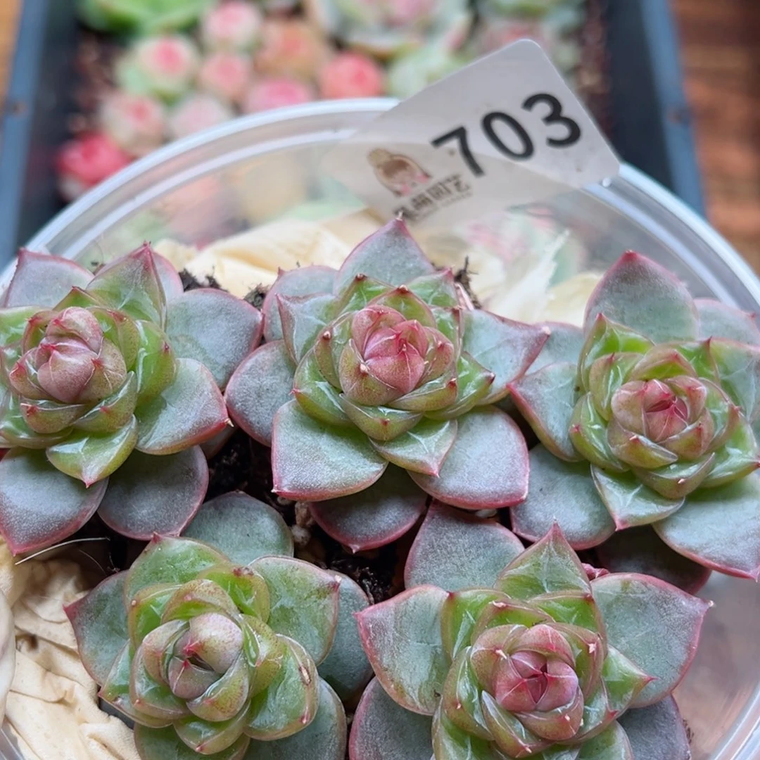 多肉植物多花植物