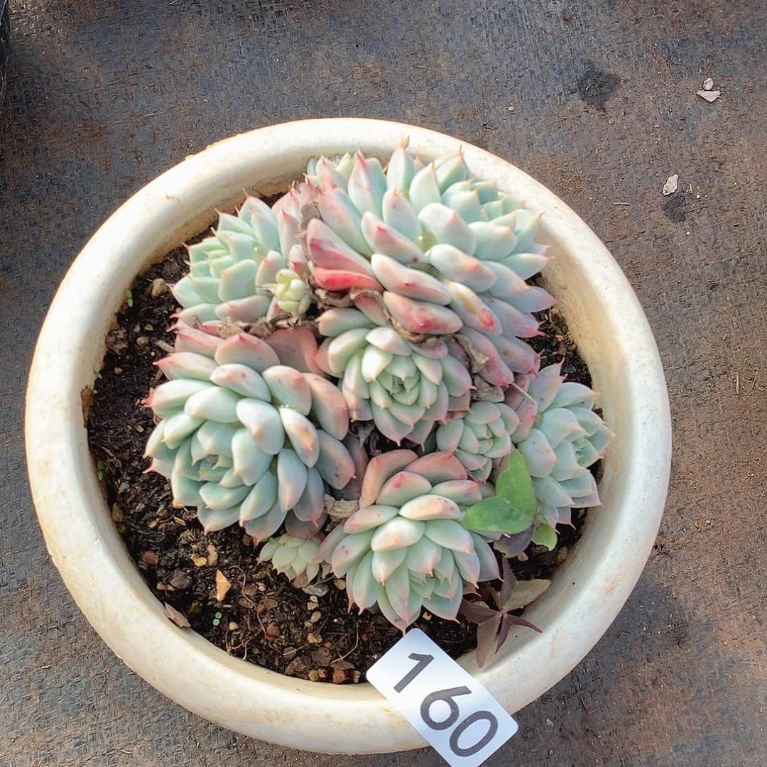 160阿尔巴一物一拍多肉