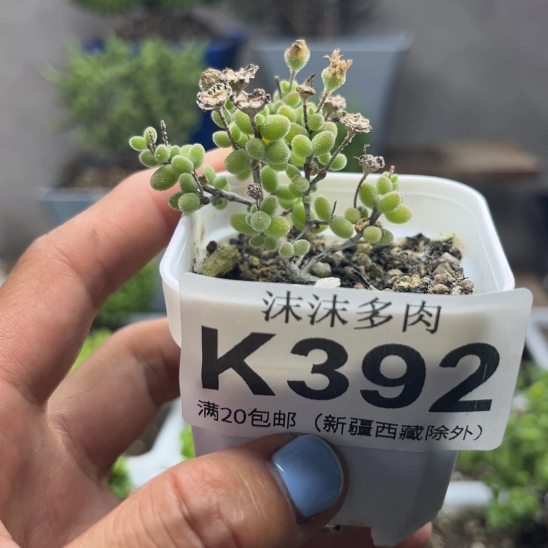 392糖豆米枝干番杏