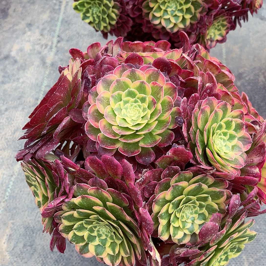 法师多肉植物f s