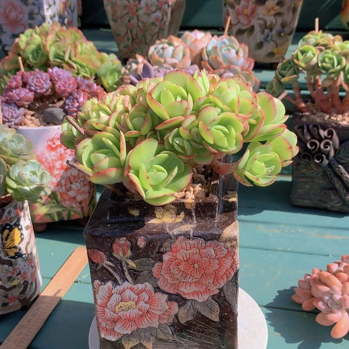 碧桃朵朵无砍自然群