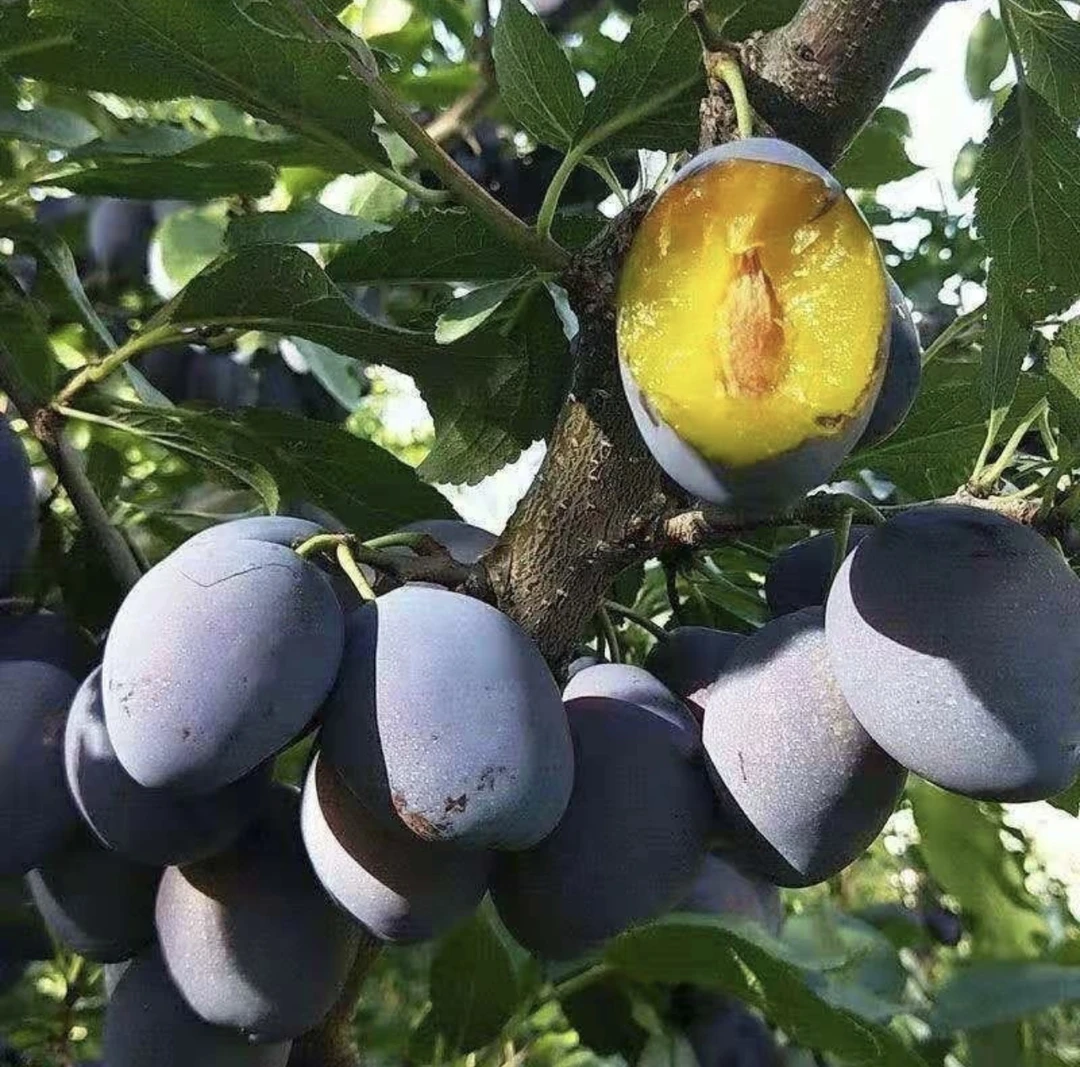 陕西头茬蓝蜜西梅新鲜应季水果现摘产地直发放软吃纯甜多汁