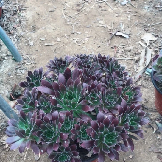 用***0火凤凰法师多肉植物42