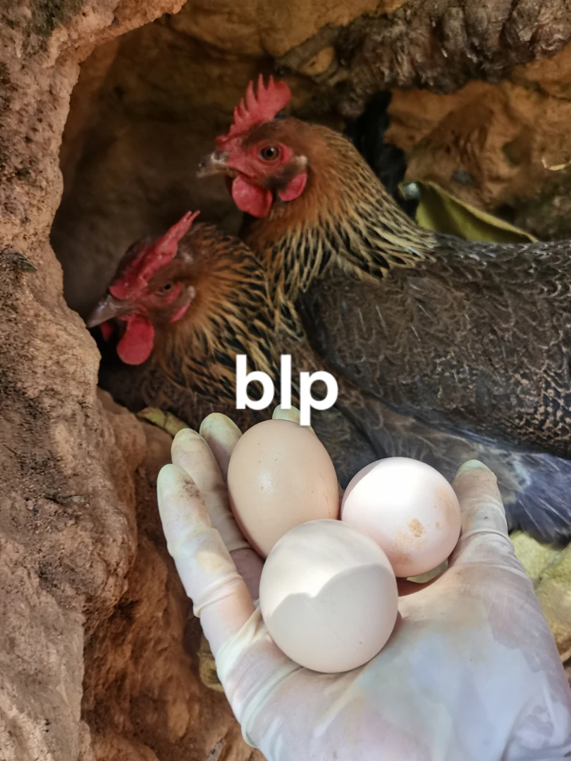 生态散养土鸡蛋   鲜货香而不腥