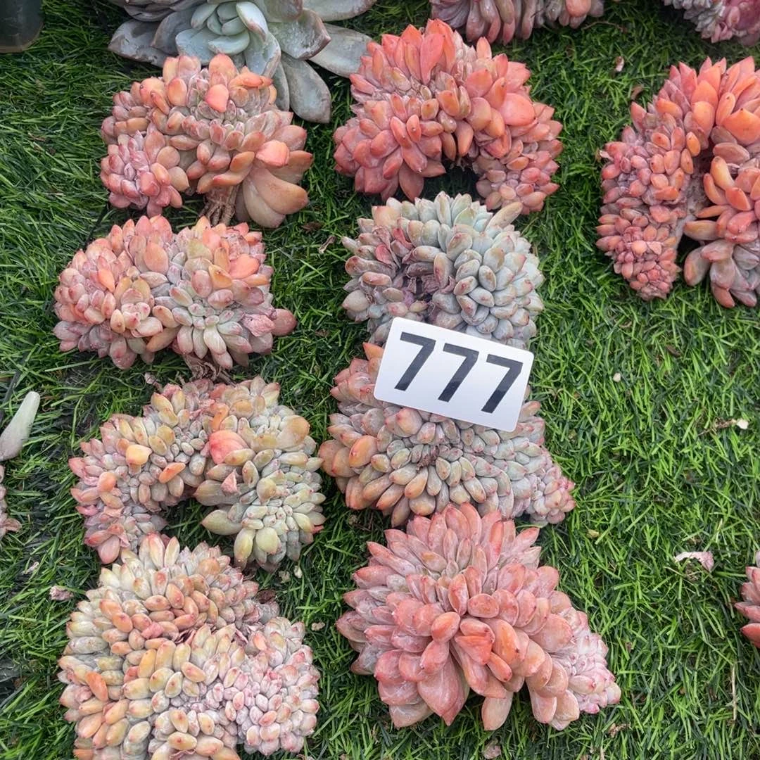 777777777777777:7,