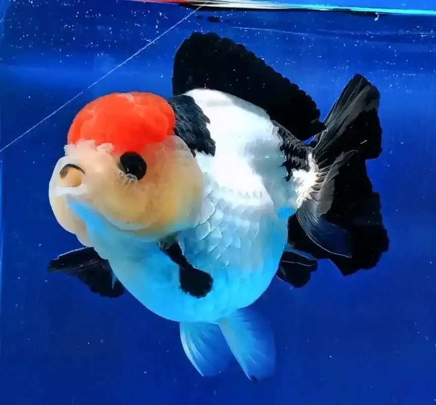 精品玛丽6到8cm5条包邮