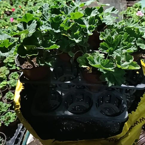 无花朵索尔维格4火凤凰。艾斯菲尔