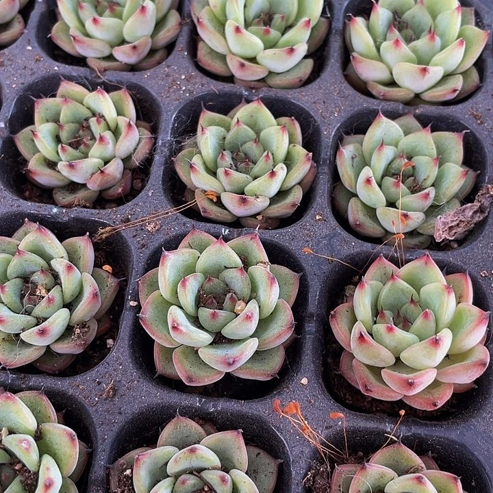 小星光珍妮1元带土发