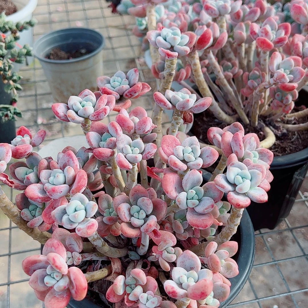 樱花红洛神多头造型精品