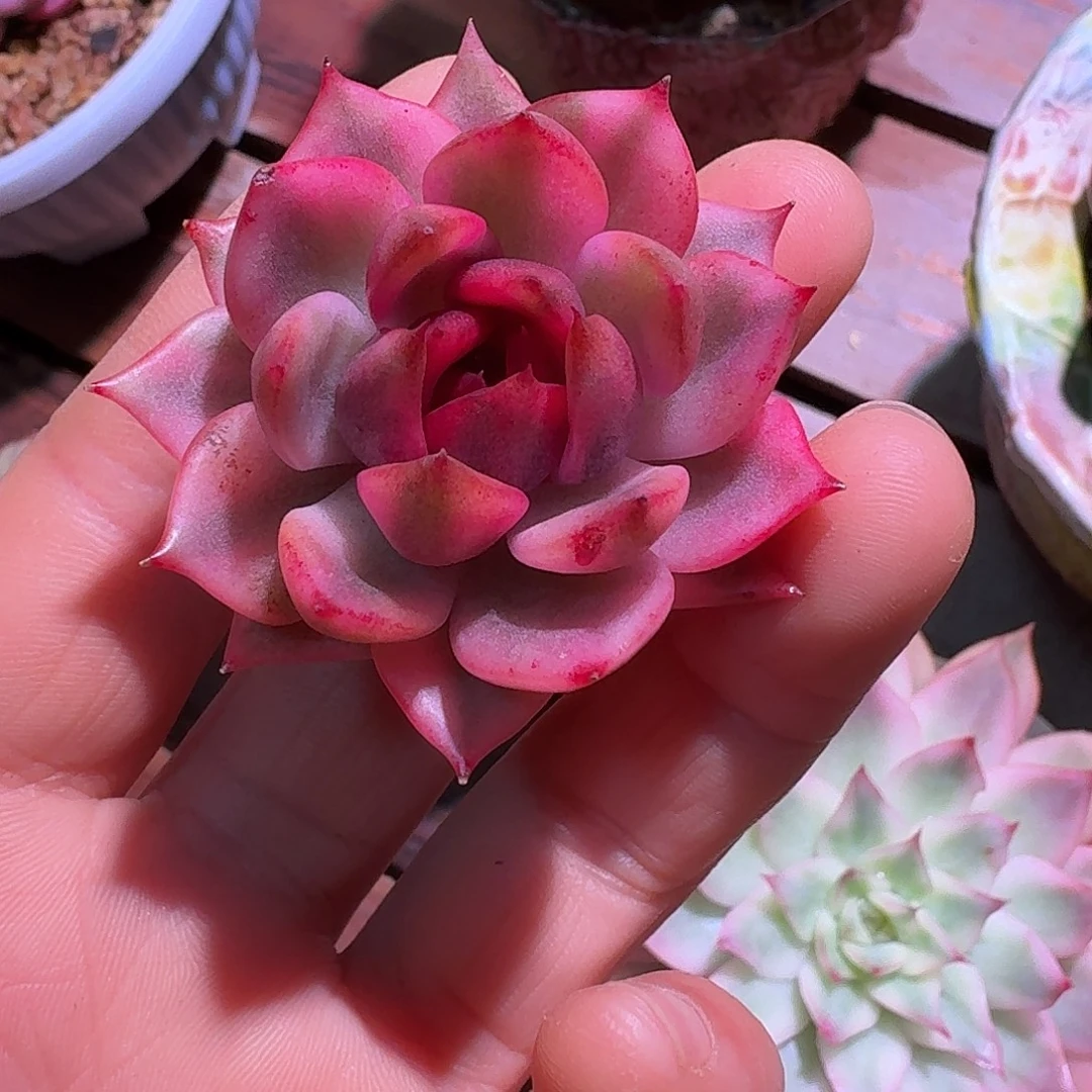 水晶玫瑰锦多肉多肉多肉