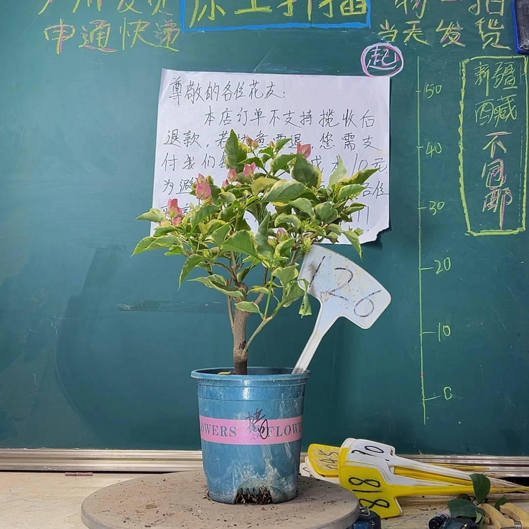 当前无花栽培后可以开花粗杆 蜡染粉126