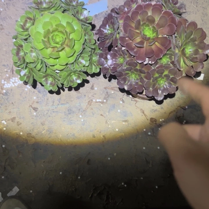 不包侧枝一物一拍21