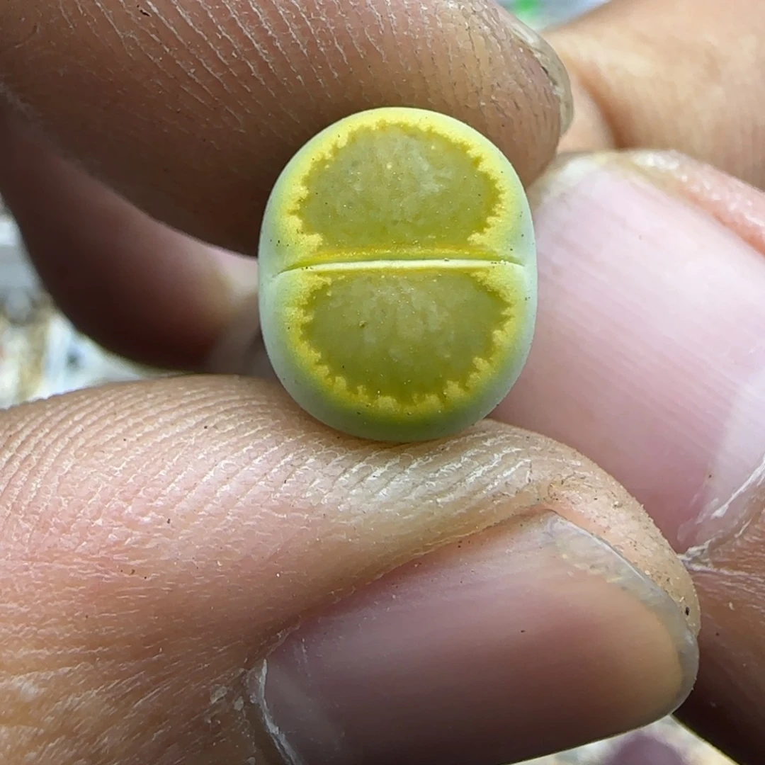 591 生石花大棚直播