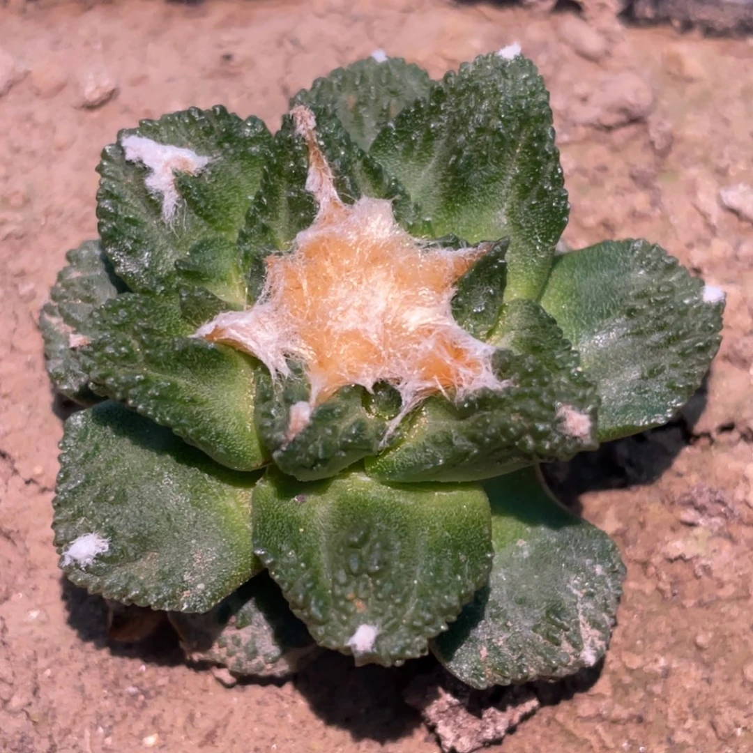 全部花朵自根牡丹080