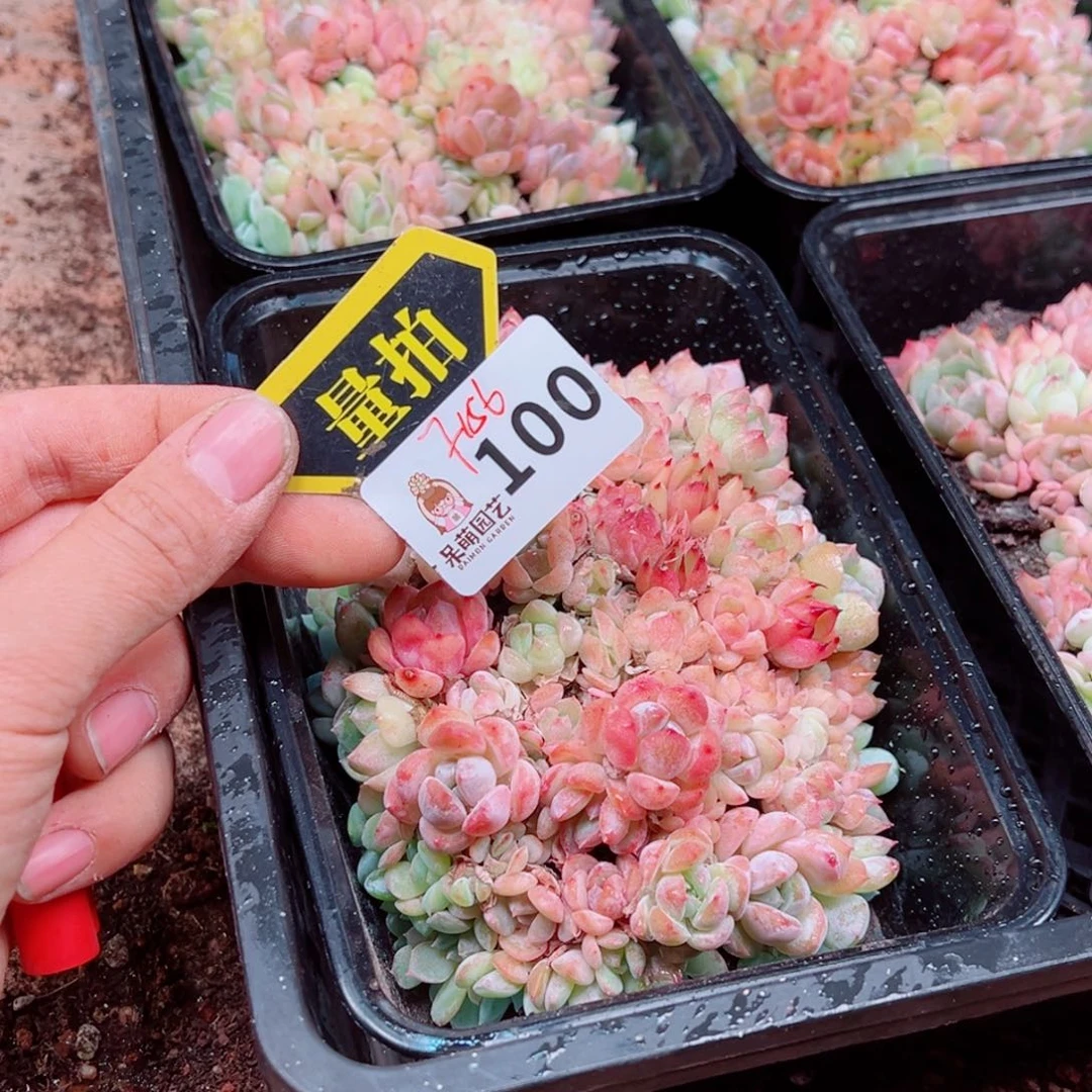 多肉植物多肉植物