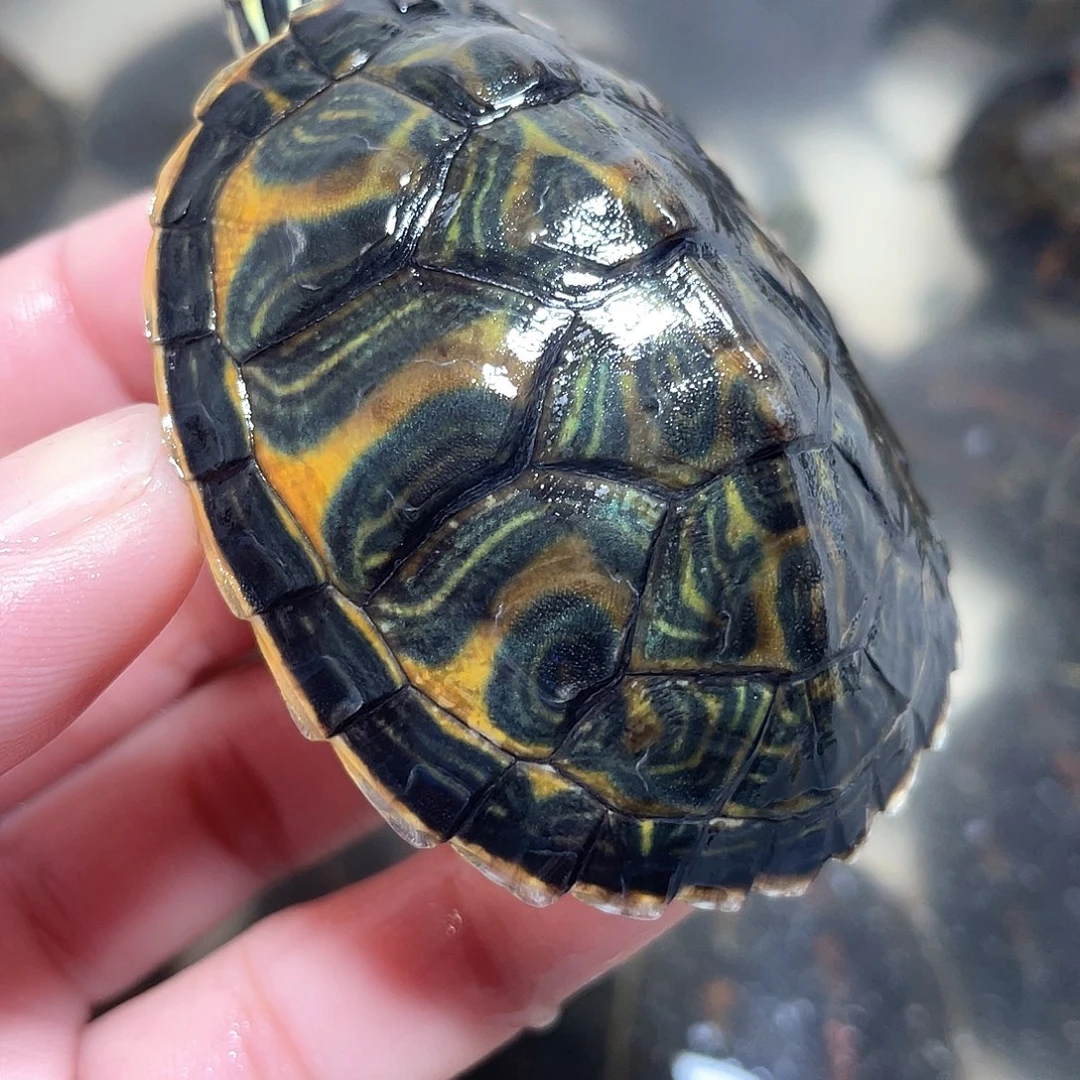 宠物龟不分公母火焰