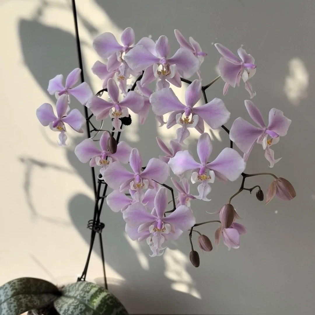 民都洛老产区西蕾丽 7寸桶（花剑）