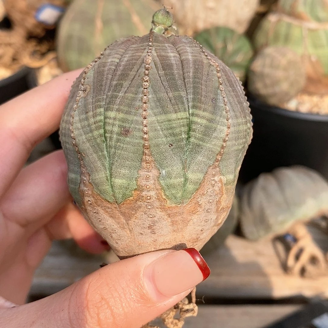 布纹球精品一物一拍