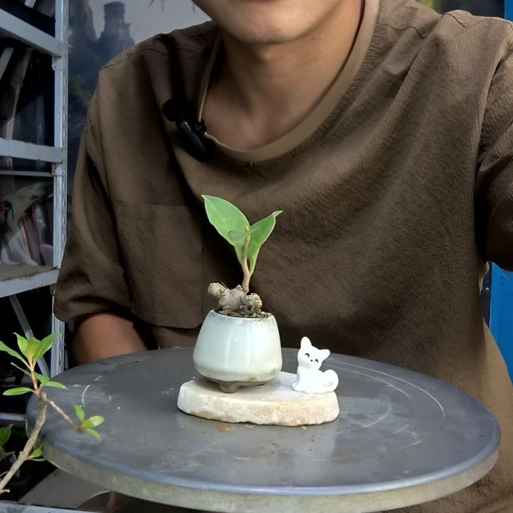 莫**。中青园艺一物一拍2