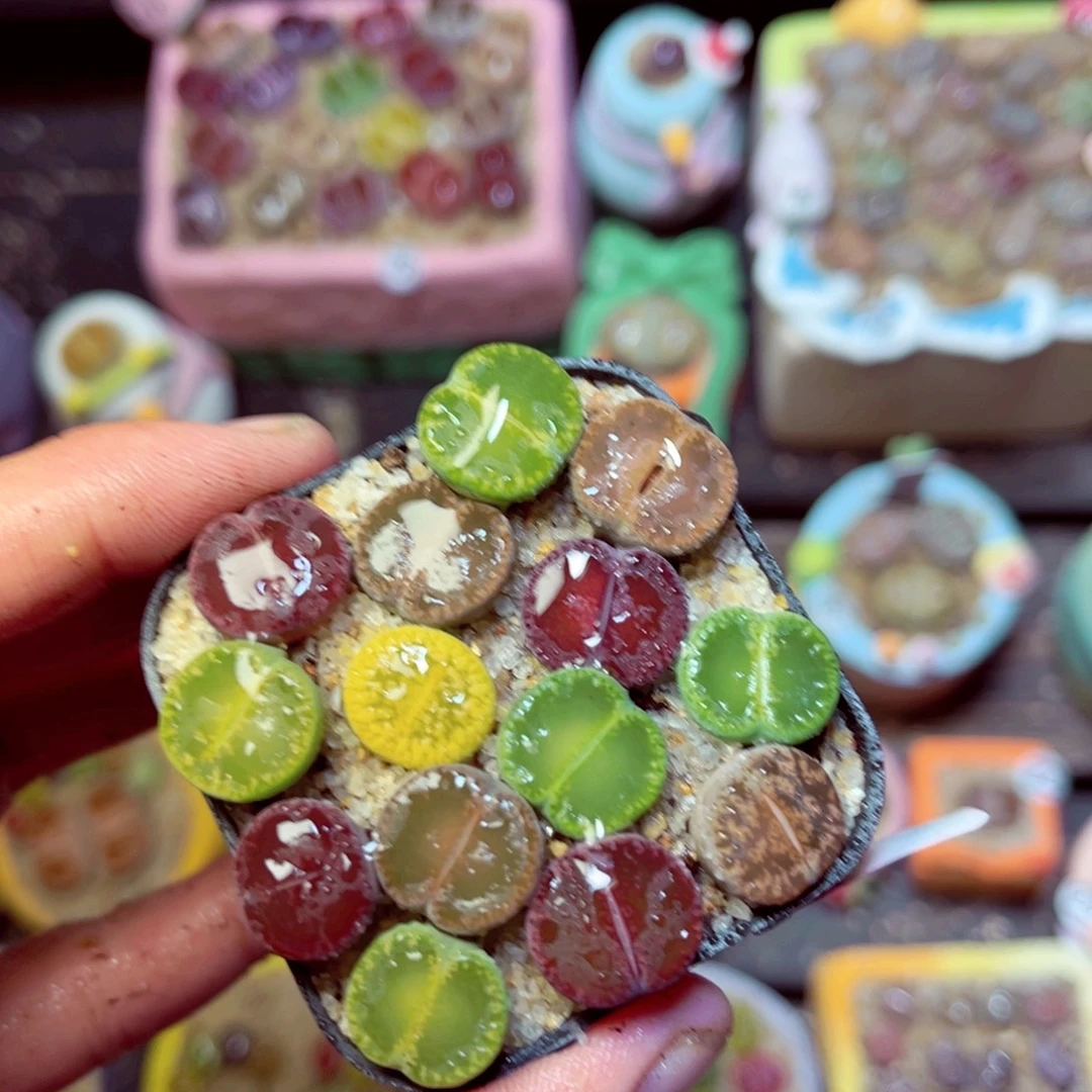 198生石花带盆发1