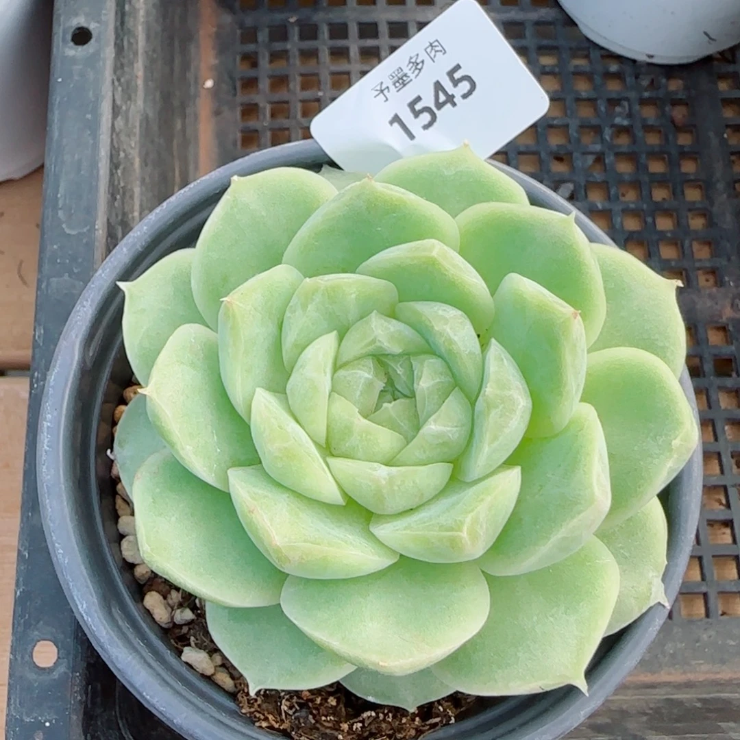梨花白，中号，1545多肉植物