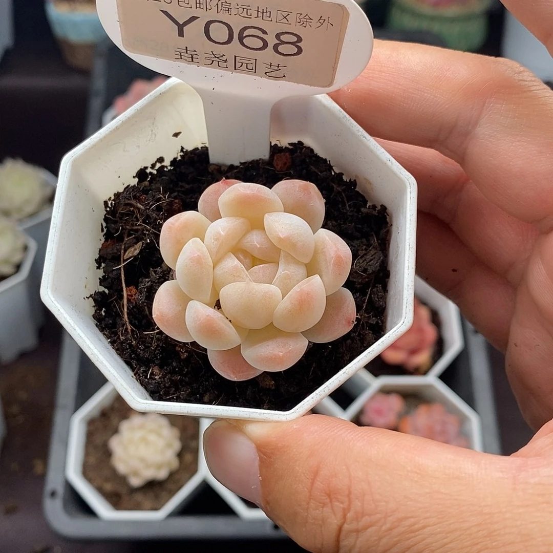 0068 白桃汽水 3.5cm