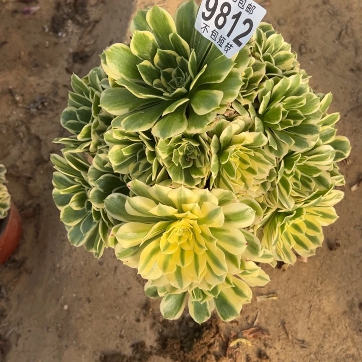 迈巴赫多肉植物法师9812