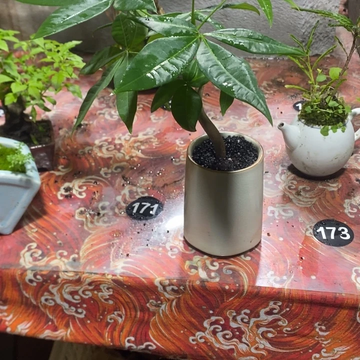 洋*退款拉黑一物一拍117