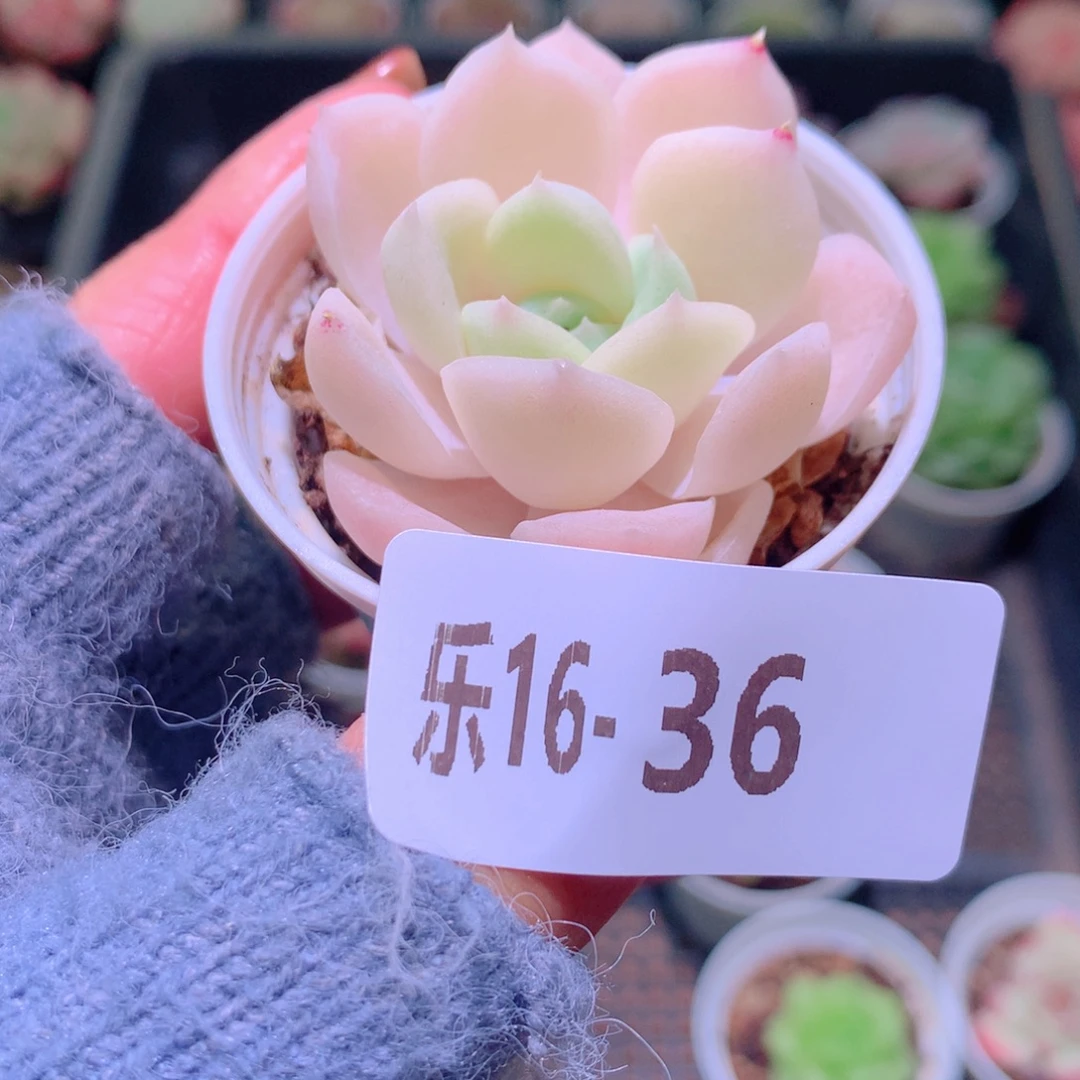 乐然16-36 白冰雪女王