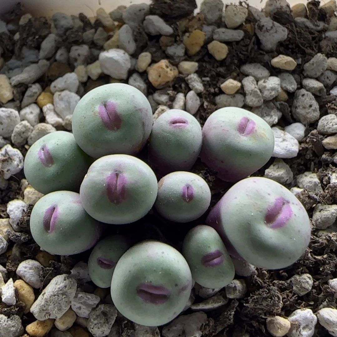 王***琳9-19当天满38包邮特选超厚嘟嘟嘴单头0.9cm